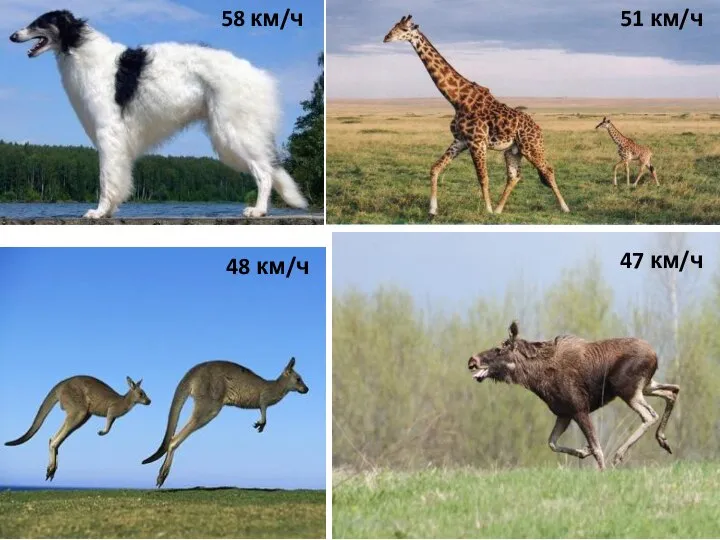 58 км/ч 51 км/ч 48 км/ч 47 км/ч