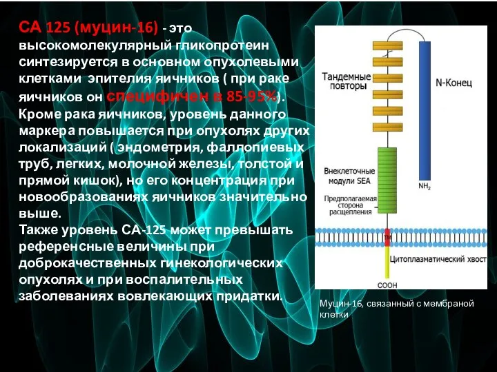 СА 125 (муцин-16) - это высокомолекулярный гликопротеин синтезируется в основном опухолевыми