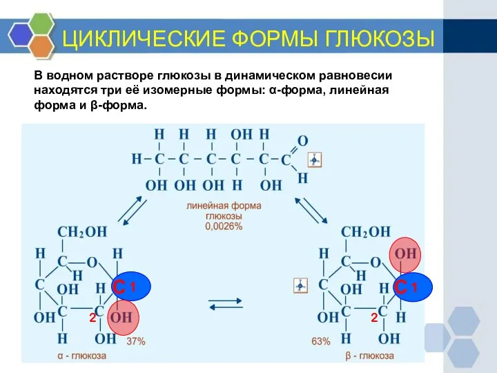 ЦИКЛИЧЕСКИЕ ФОРМЫ ГЛЮКОЗЫ В водном растворе глюкозы в динамическом равновесии находятся