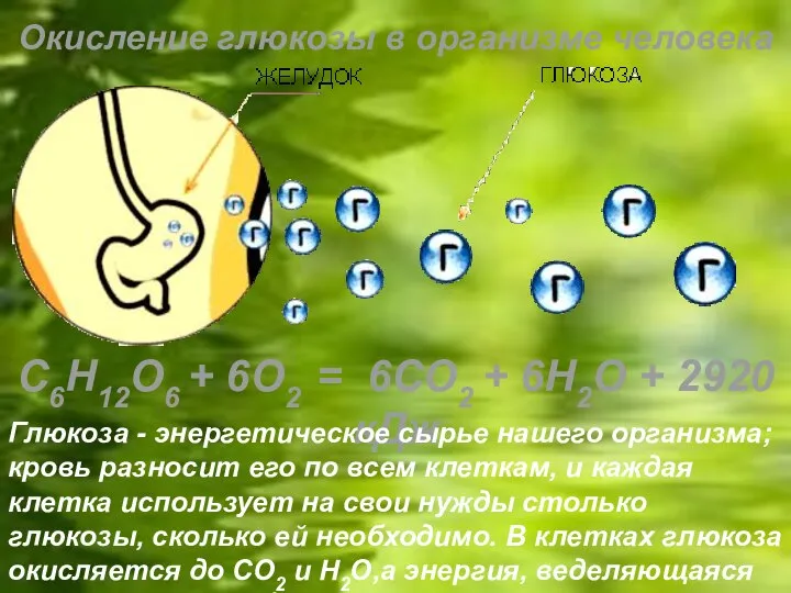 C6H12O6 + 6O2 = 6CO2 + 6H2O + 2920 кДж Окисление