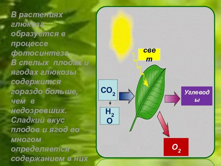 СО2 Н2О свет О2 Углеводы В растениях глюкоза образуется в процессе
