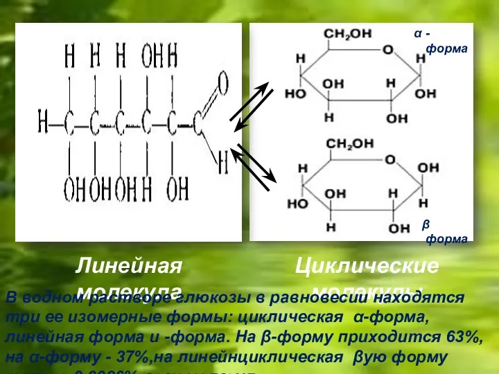 Линейная молекула Циклические молекулы В водном растворе глюкозы в равновесии находятся