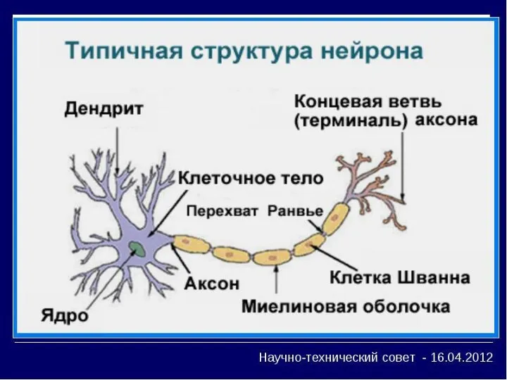 Признаки Эритроциты Лейкоциты Тромбоциты Форма Двояковогнутый диск Непостоянная амебоидная Количество в