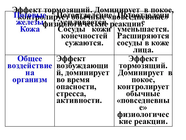 Эффект тормозящий. Доминирует в покое, контролирует обычные «повседневные» физиологические реакции.