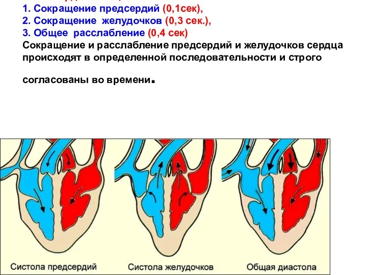 Сердечный цикл – период от одного сокращения сердца до другого. Составляет