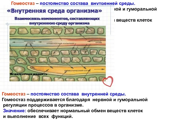 Гомеостаз – постоянство состава внутренней среды. Гомеостаз поддерживается благодаря нервной и