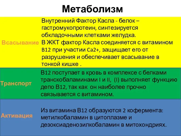 Метаболизм Всасывание Транспорт В12 поступает в кровь в комплексе с белками