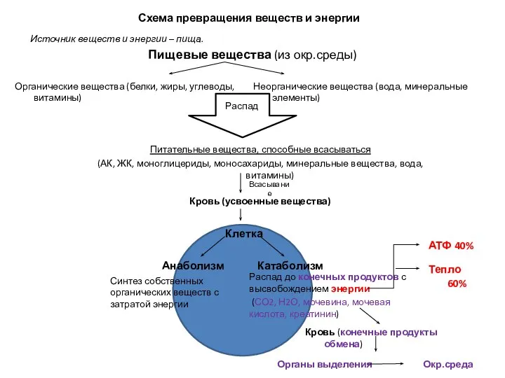 Схема превращения веществ и энергии Источник веществ и энергии – пища.