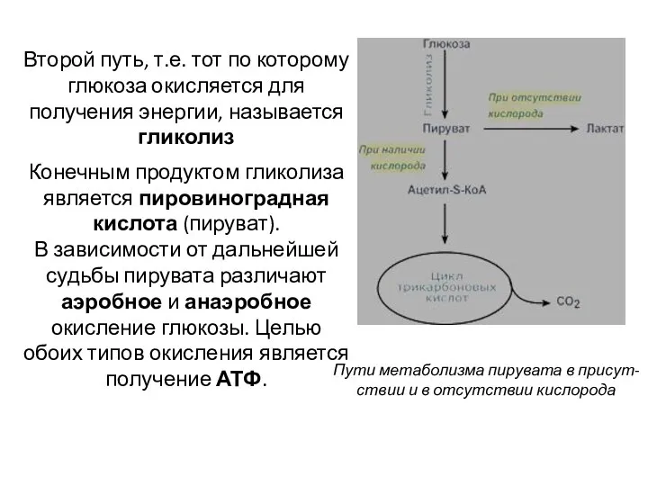 Второй путь, т.е. тот по которому глюкоза окисляется для получения энергии,