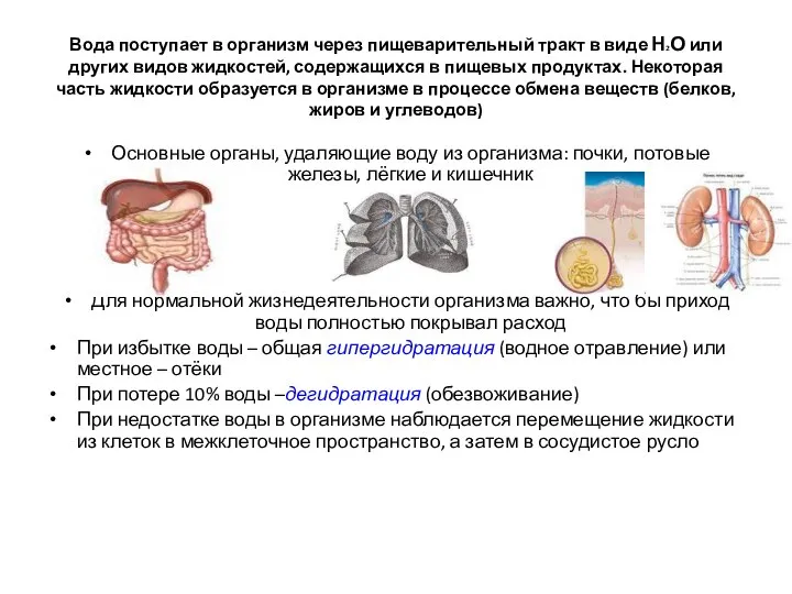 Вода поступает в организм через пищеварительный тракт в виде Н2О или