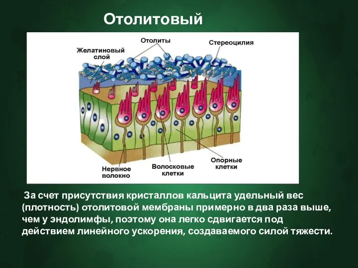 Отолитовый орган. За счет присутствия кристаллов кальцита удельный вес (плотность) отолитовой