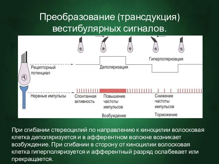 Преобразование (трансдукция) вестибулярных сигналов. При сгибании стереоцилий по направлению к киноцилии