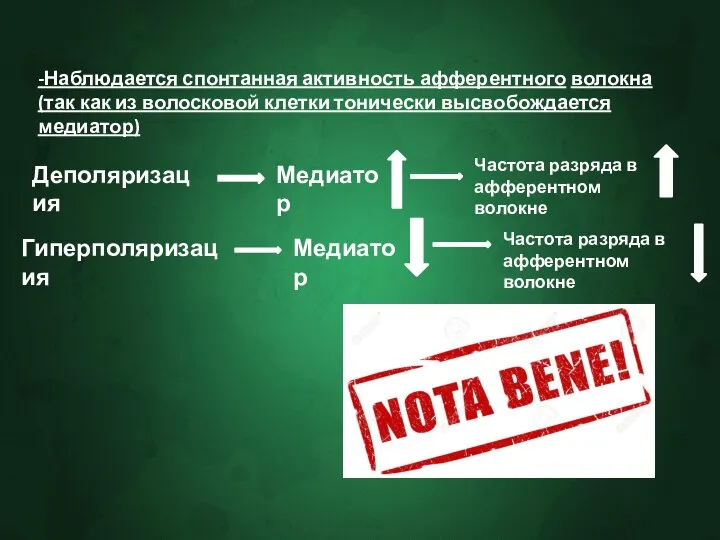 -Наблюдается спонтанная активность афферентного волокна (так как из волосковой клетки тонически