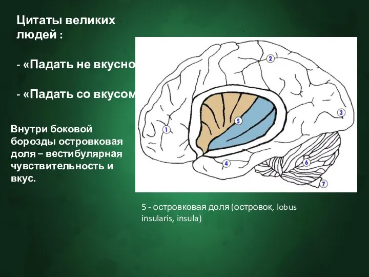 Цитаты великих людей : - «Падать не вкусно» - «Падать со