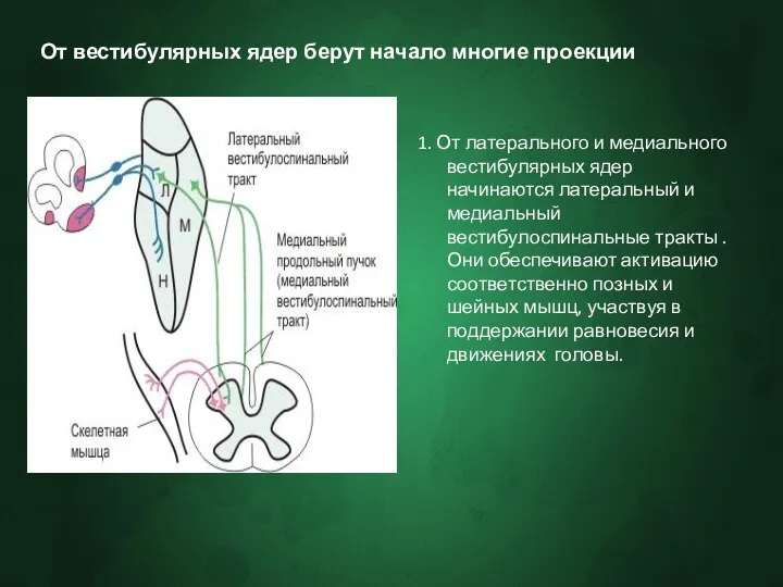 От вестибулярных ядер берут начало многие проекции 1. От латерального и