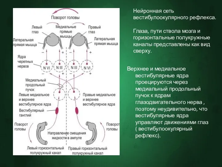 Нейронная сеть вестибулоокулярного рефлекса. Глаза, пути ствола мозга и горизонтальные полукружные