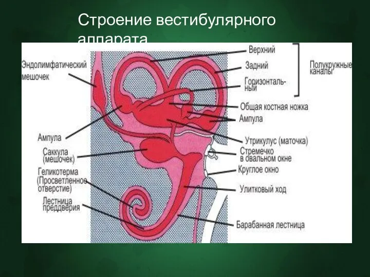 Строение вестибулярного аппарата