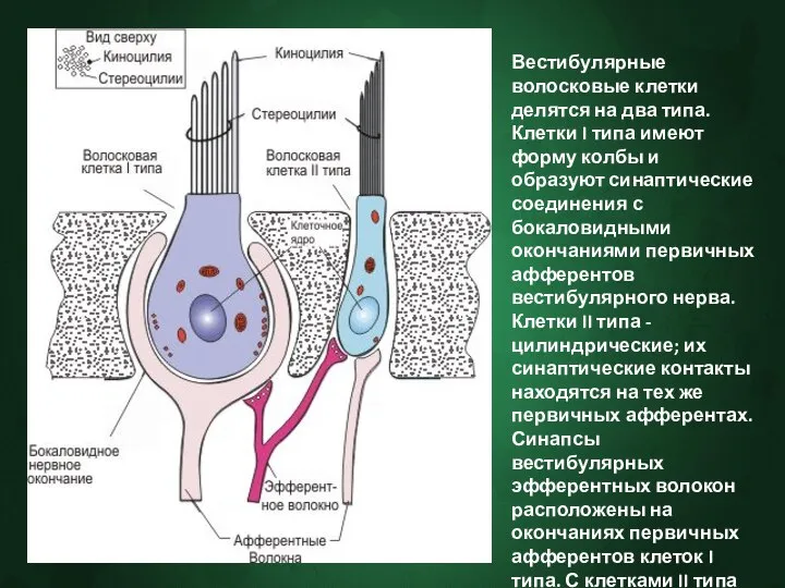 Вестибулярные волосковые клетки делятся на два типа. Клетки I типа имеют