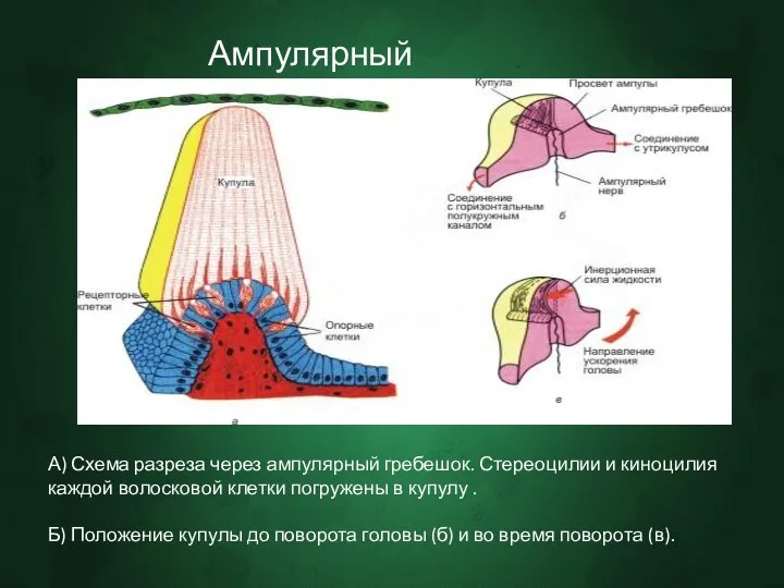 Ампулярный гребешок. А) Схема разреза через ампулярный гребешок. Стереоцилии и киноцилия