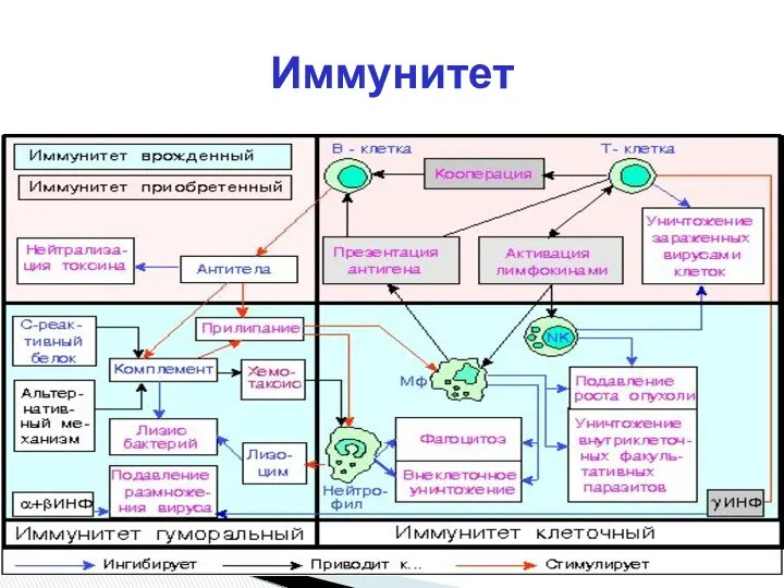 Иммунитет