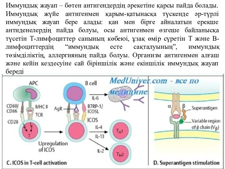 Иммундық жауап – бөтен антигендердің әрекетіне қарсы пайда болады. Иммундық жүйе