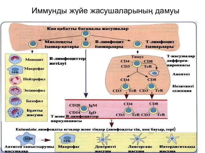 Иммунды жүйе жасушаларының дамуы