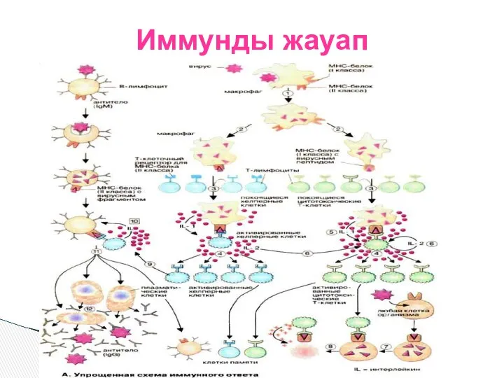 Иммунды жауап