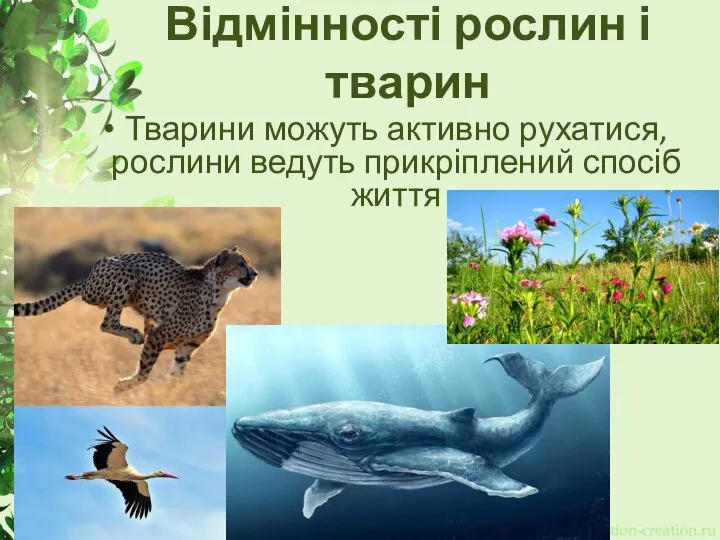 Відмінності рослин і тварин Тварини можуть активно рухатися, рослини ведуть прикріплений спосіб життя