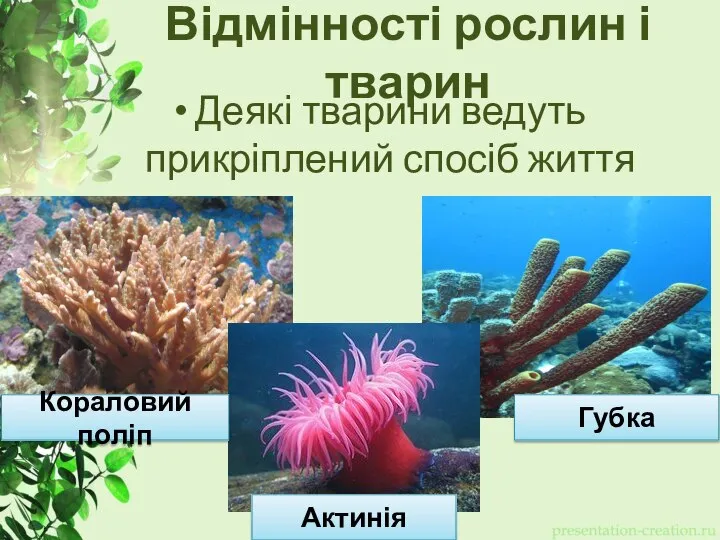 Відмінності рослин і тварин Деякі тварини ведуть прикріплений спосіб життя Кораловий поліп Губка Актинія