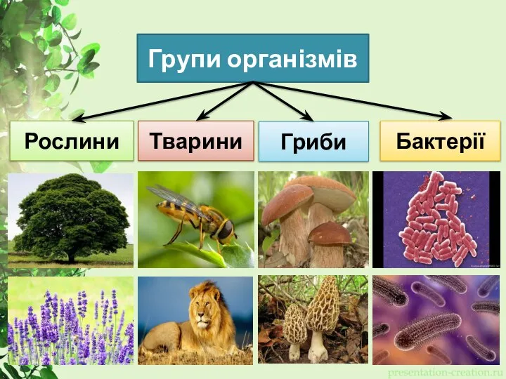 Групи організмів Рослини Тварини Гриби Бактерії