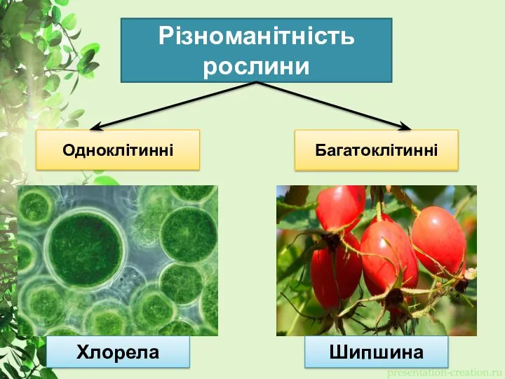 Різноманітність рослини Одноклітинні Багатоклітинні Хлорела Шипшина