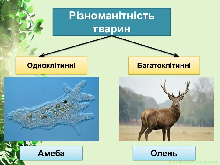 Різноманітність тварин Одноклітинні Багатоклітинні Амеба Олень