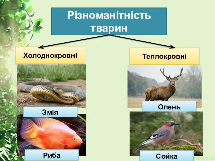 Різноманітність тварин Холоднокровні Теплокровні Змія Риба Олень Сойка