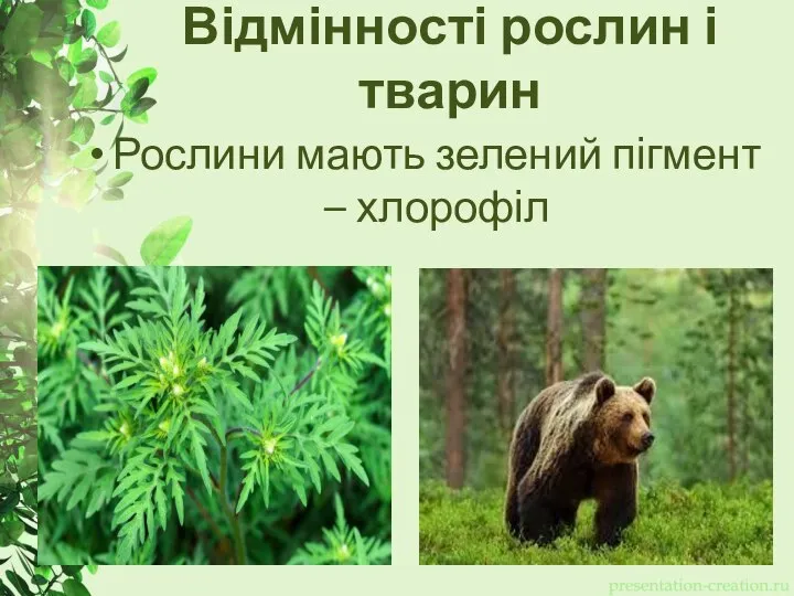 Відмінності рослин і тварин Рослини мають зелений пігмент – хлорофіл