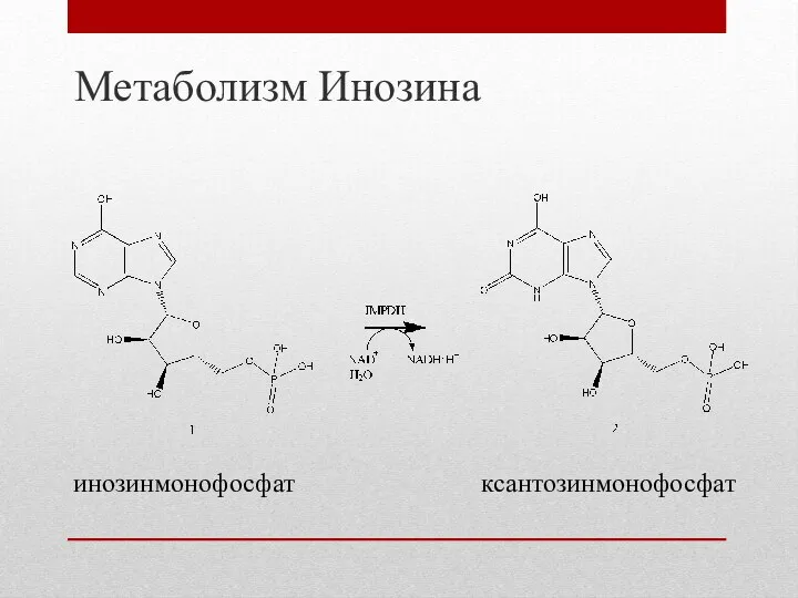 Метаболизм Инозина инозинмонофосфат ксантозинмонофосфат