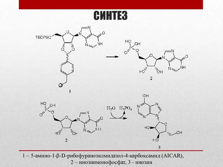 СИНТЕЗ 1 – 5-амино-1-β-D-рибофуранозилмидазол-4-карбоксамид (AICAR), 2 – инозинмонофосфат, 3 - инозин