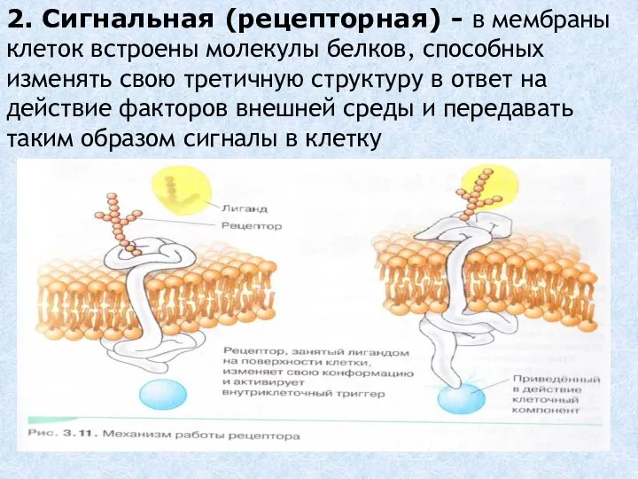 2. Сигнальная (рецепторная) - в мембраны клеток встроены молекулы белков, способных