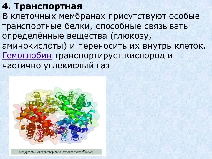 4. Транспортная В клеточных мембранах присутствуют особые транспортные белки, способные связывать