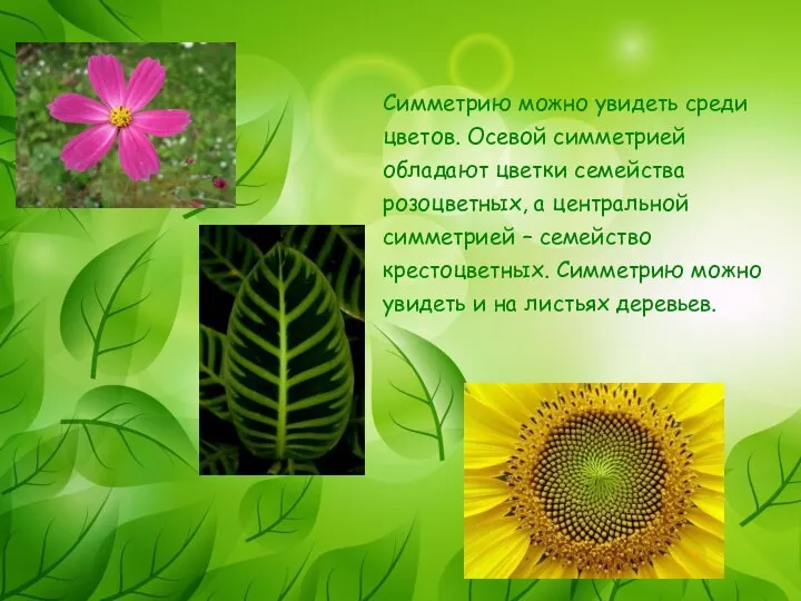 Симметрию можно увидеть среди цветов. Осевой симметрией обладают цветки семейства розоцветных,
