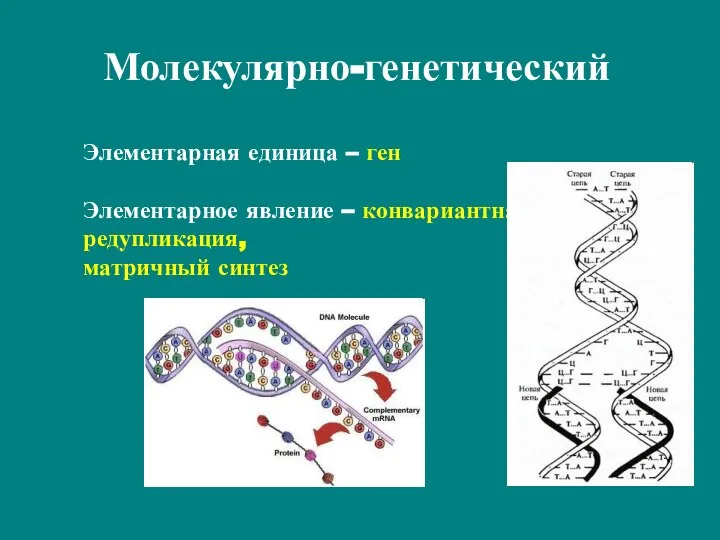 Молекулярно-генетический Элементарная единица – ген Элементарное явление – конвариантная редупликация, матричный синтез