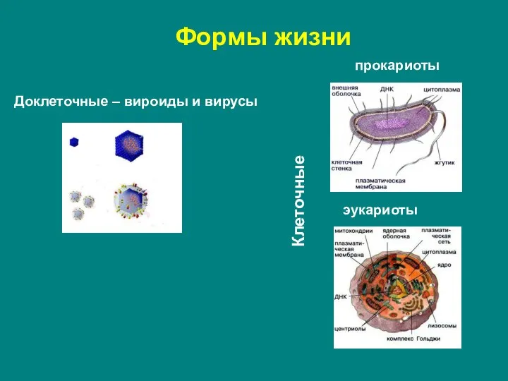 Формы жизни Доклеточные – вироиды и вирусы прокариоты эукариоты Клеточные