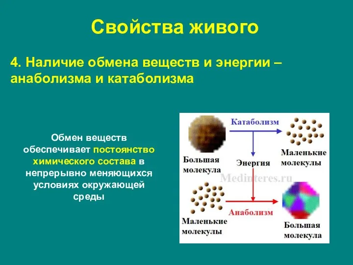 4. Наличие обмена веществ и энергии – анаболизма и катаболизма Обмен