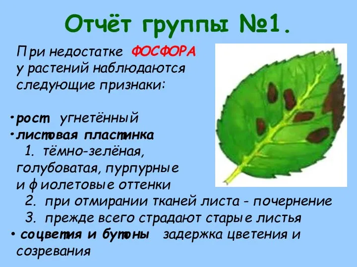 Отчёт группы №1. При недостатке ФОСФОРА у растений наблюдаются следующие признаки: