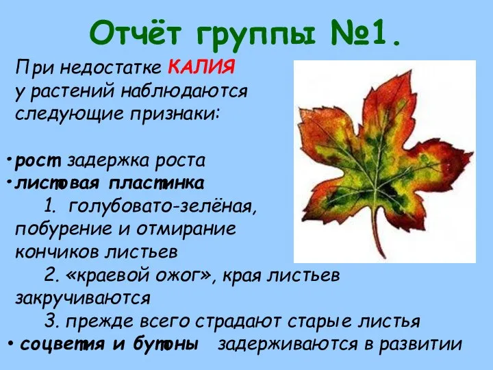 Отчёт группы №1. При недостатке КАЛИЯ у растений наблюдаются следующие признаки: