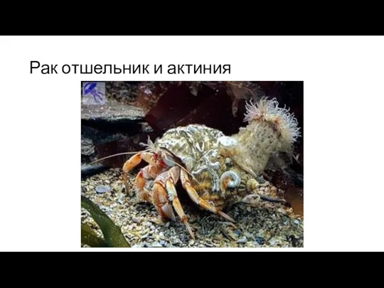 Рак отшельник и актиния