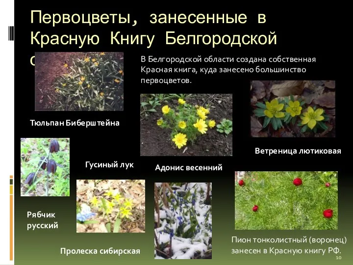 Первоцветы, занесенные в Красную Книгу Белгородской области В Белгородской области создана
