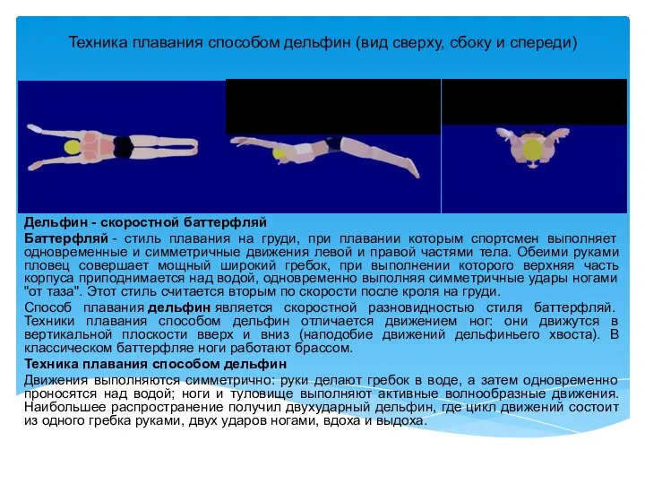 Техника плавания способом дельфин (вид сверху, сбоку и спереди) Дельфин -