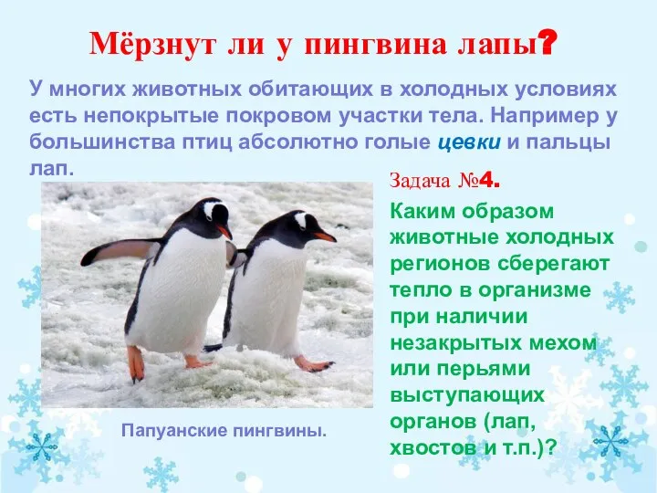 Мёрзнут ли у пингвина лапы? Папуанские пингвины. У многих животных обитающих