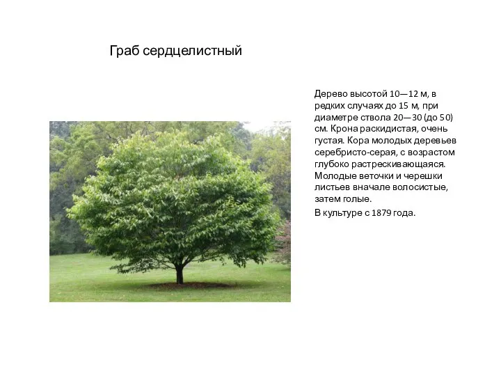Граб сердцелистный Дерево высотой 10—12 м, в редких случаях до 15