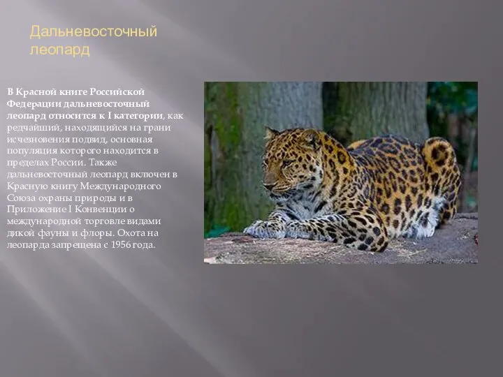 Дальневосточный леопард В Красной книге Российской Федерации дальневосточный леопард относится к